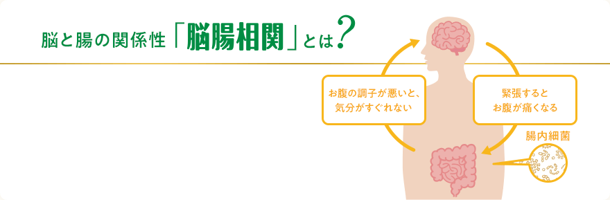 脳と腸の関係性「脳腸相関」とは? お腹の調子が悪いと、気分がすぐれない 緊張するとお腹が痛くなる 腸内細菌